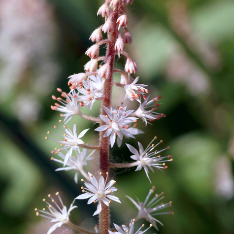 Tiarella Wherry`ego (C2)
